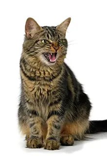 110821: CAT. adult tabby, facial expressions, , cute, studio, whit