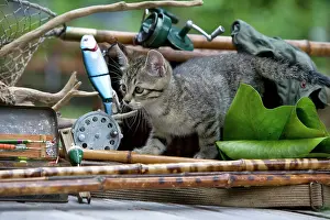 Tackle: Cat - Alsace