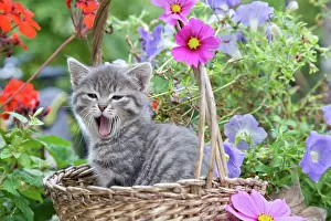 Materials: Cat - Alsace