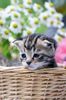 Materials: Cat - Alsace