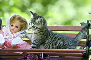 Entertainments: Cat - Alsace
