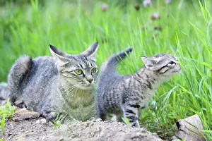 Curiosities: Cat - Alsace