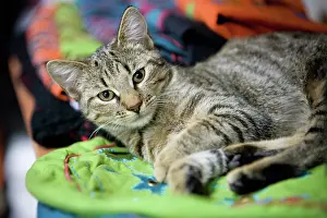 Made: Cat - Alsace