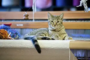 Materials: Cat - Alsace