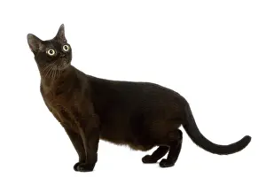 Worried: Cat - American Burmese Zibeline / Sable - in studio