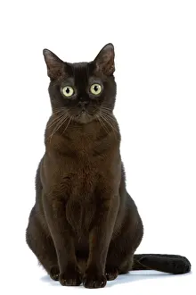 Zibeline: Cat - American Burmese Zibeline / Sable - in studio
