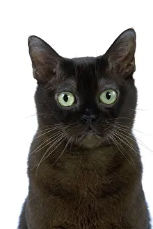 Zibeline: Cat - American Burmese Zibeline / Sable - in studio