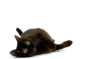 Zibeline: Cat - American Burmese Zibeline / Sable - in studio