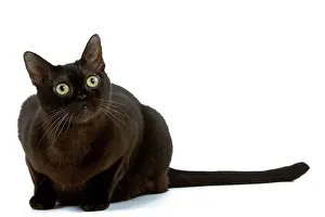 Zibeline: Cat - American Burmese Zibeline / Sable - in studio