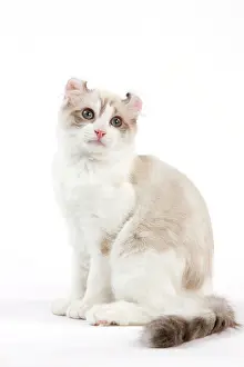 Curls: Cat - American Curl
