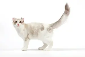 Curls: Cat - American Curl