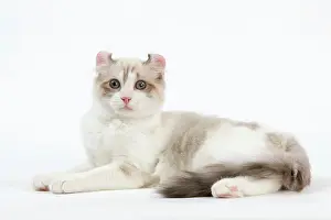 Curls: Cat - American Curl