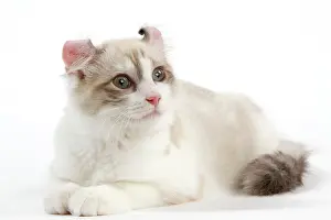 Curls: Cat - American Curl