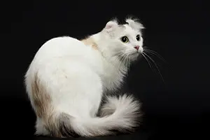 Curl: Cat - American Curl