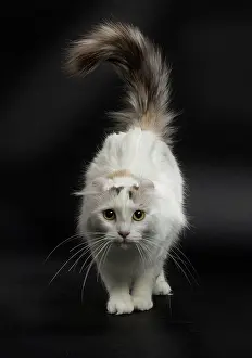 Curl: Cat - American Curl