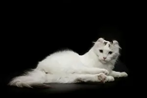 Curl: Cat - American Curl