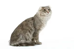 Blotched: Cat - American curl blue blotched tabby in studio