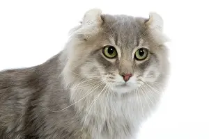 Blotched: Cat - American curl blue blotched tabby in studio