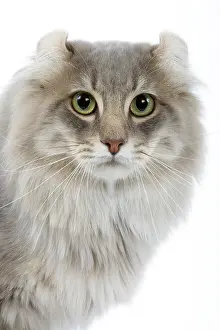 Blotched: Cat - American curl blue blotched tabby in studio