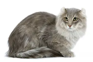 Blotched: Cat - American curl blue blotched tabby in studio