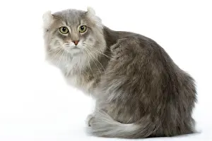 Blotched: Cat - American curl blue blotched tabby in studio