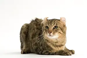 Bizarre: Cat - American Curl Brown tabby spotted, short-haired