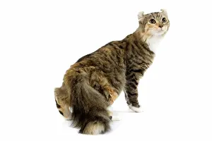 Torties: Cat - American Curl - Brown tortie blotched tabby & white