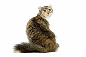 Tortoiseshells: Cat - American Curl - Brown tortie blotched tabby & white
