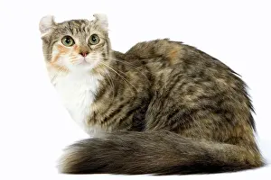Tortoiseshells: Cat - American Curl - Brown tortie blotched tabby & white
