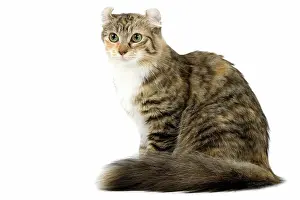 Tortoiseshells: Cat - American Curl - Brown tortie blotched tabby & white