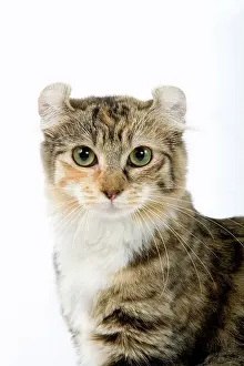 Tortoiseshells: Cat - American Curl - Brown tortie blotched tabby & white