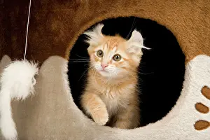 Appearing: Cat - American Curl Red Tabby Kitten appearing through hole