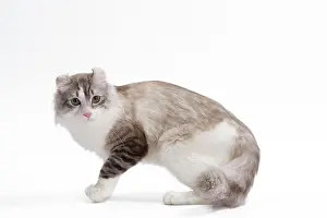 Worried: Cat - American curl in studio