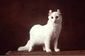 Ears: CAT - American Curl White