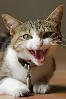 Disc: Cat - angry - hissing / snarling