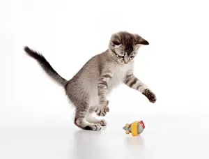 Ticked: Cat Asian 7 week old kitten