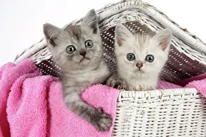 Laundry: Cat. Asian. Black smoke and Chocolate classic tabby