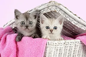Laundry: Cat. Asian. Black smoke and Chocolate classic tabby