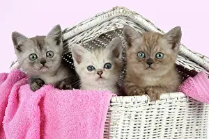 Laundry: Cat. Asian. Black smoke, Chocolate classic tabby