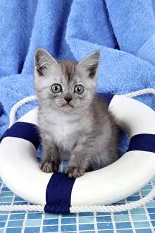 Buoy: Cat - Asian - black smoke kitten (8 weeks) sitting