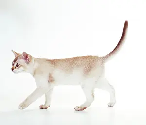 Caramel: CAT - ASIAN CARAMEL TABBY - with tail raised