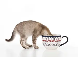 Ticked: Cat Asian (chocolate) 7 week old kitten
