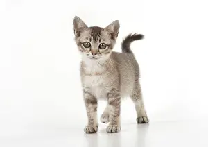 Ticked: Cat Asian (chocolate) 7 week old kitten