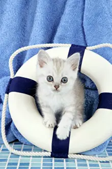 Buoy: Cat. Asian. Chocolate classic tabby kittens (8
