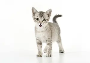 Surprised: CAT