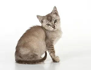 Ticked: CAT. Asian kitten 8 weeks old ( chocolate ticked )