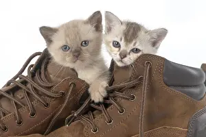 Footwear: CAT. Asian kittens, 5 weeks old, in boots