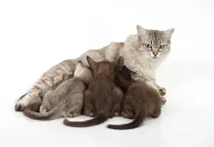 Asians: Cat Asian (self chocolate) 7 week old kittens