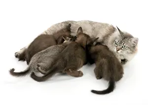 Asians: Cat Asian (self chocolate) 7 week old kittens