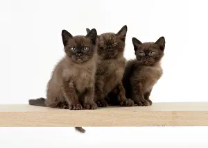 Asians: Cat Asian (self chocolate) 7 week old kittens